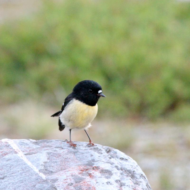 Tomtit (Petroica macrocephala)